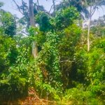 Madigras Vacant Lots